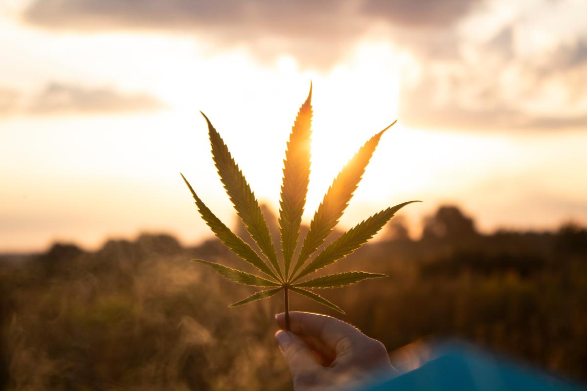 Is-Weed-a-Drug_-1.jpeg