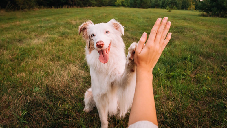 iStock_Julia_Suhareva_2196087139_Hund.jpg