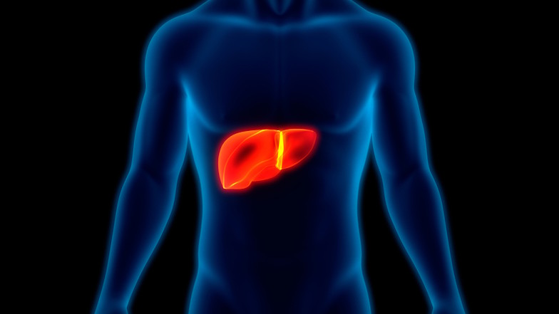 iStock_magicmine-1195701715_Leber.jpg