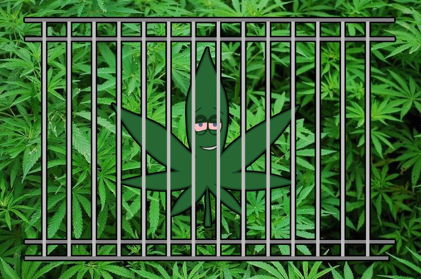 istorija-zapreta-kannabisa.jpg