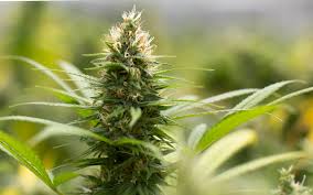 Jack Herer.jpg