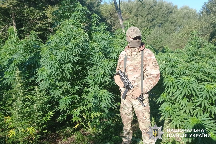 каннабис конопля.jpg