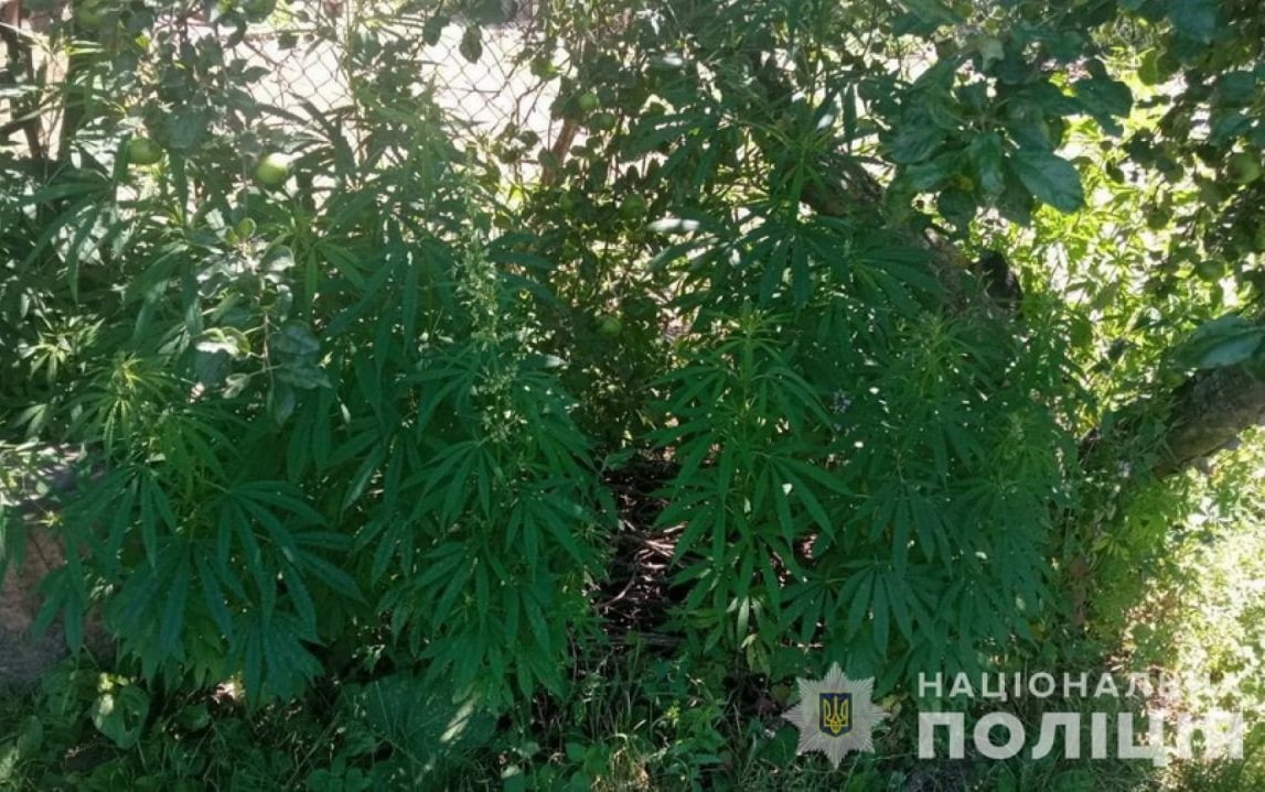 каннабис владимир волынский.jpg