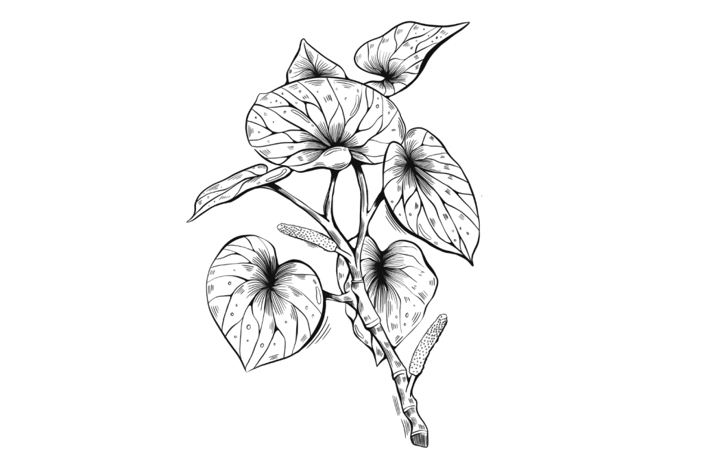Kava-1-1024x683.png