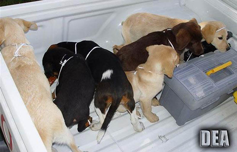 kontrabanda4.jpg