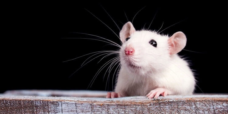 lab-rat-750x375.jpg