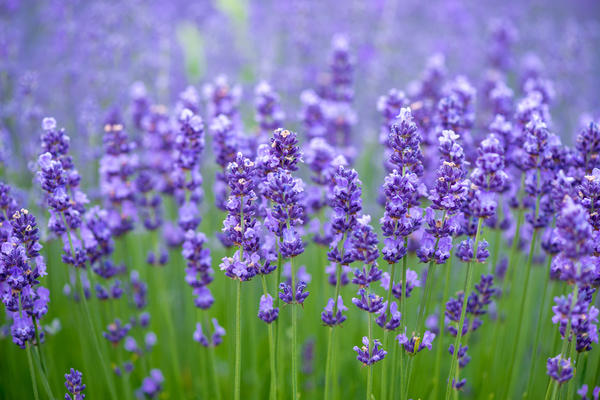 lavanda2.jpg