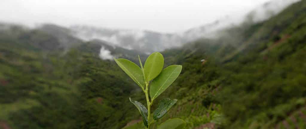 leaves_background-1024x432.jpg