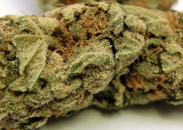 lemon-kush-375x266.jpg
