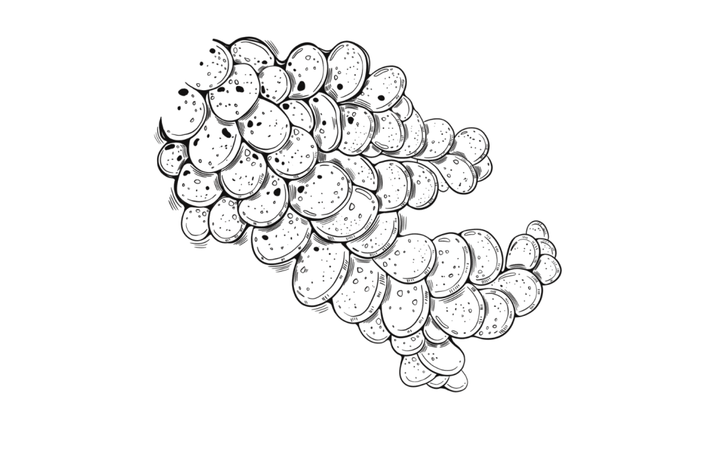 Liverwort-1-1024x683.png