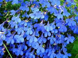 lobelia.jpg