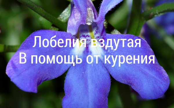 lobelia2.jpg