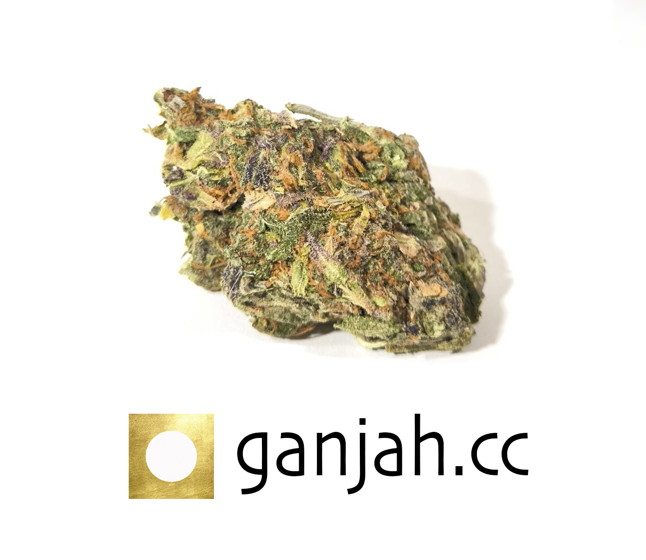 logobig.jpg