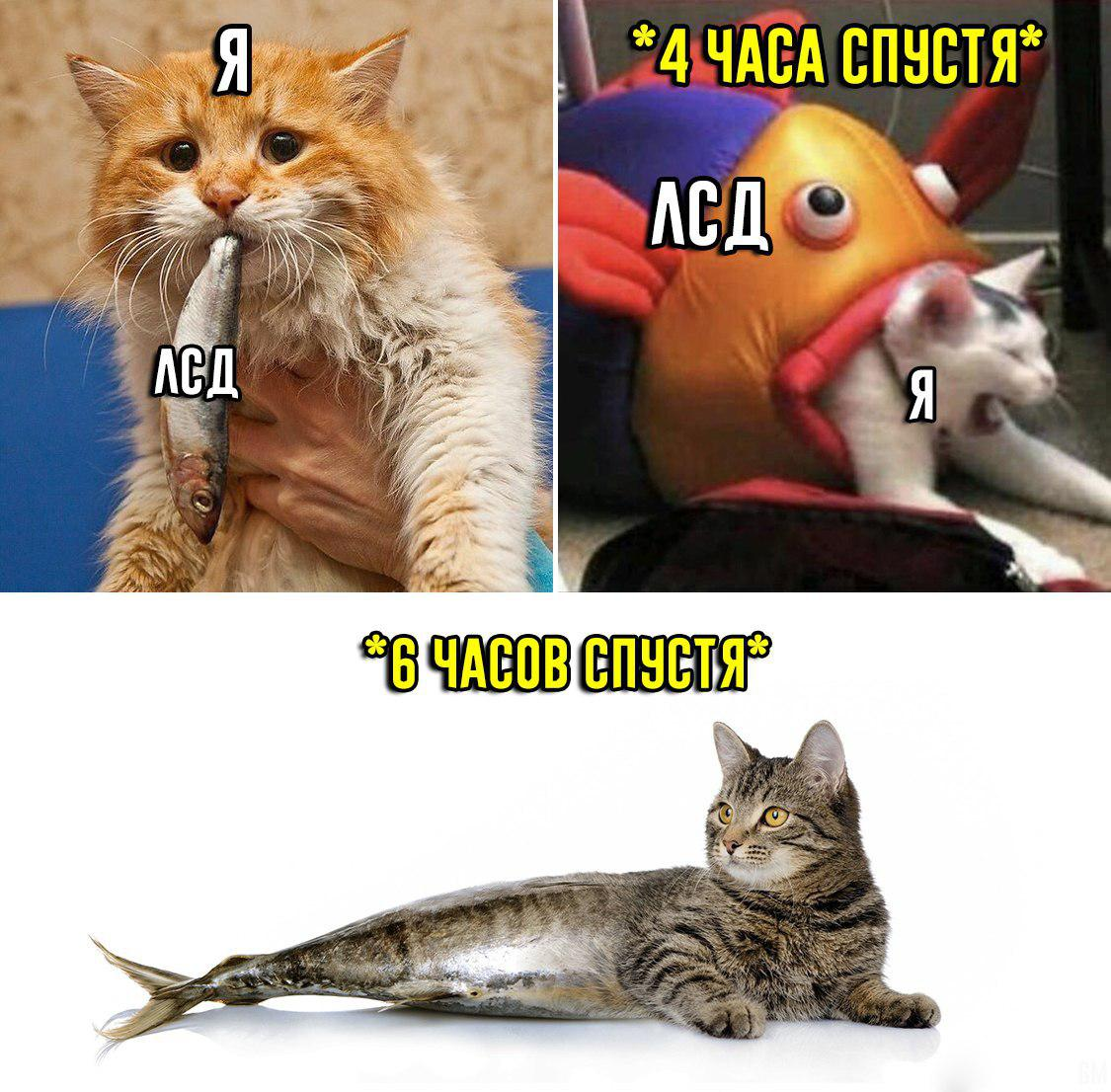 lsd2.png