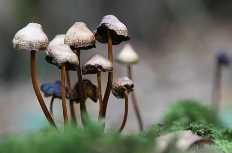 magic mushrooms.jpg