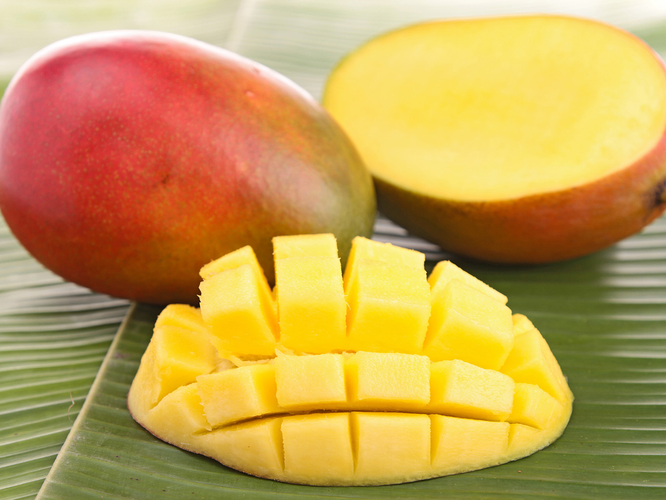 mango.jpg
