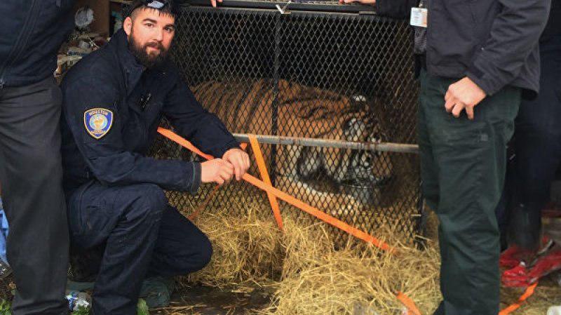 marih tigr.jpg