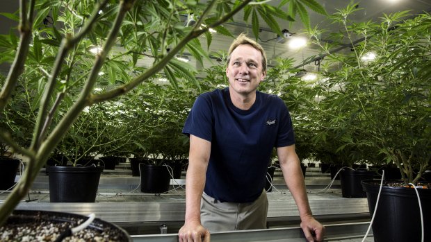 marihuana kanada3.jpg