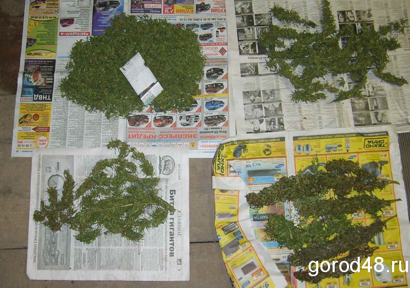 marihuana lipetsk.jpg