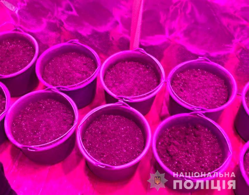 marihuana odessa.jpg