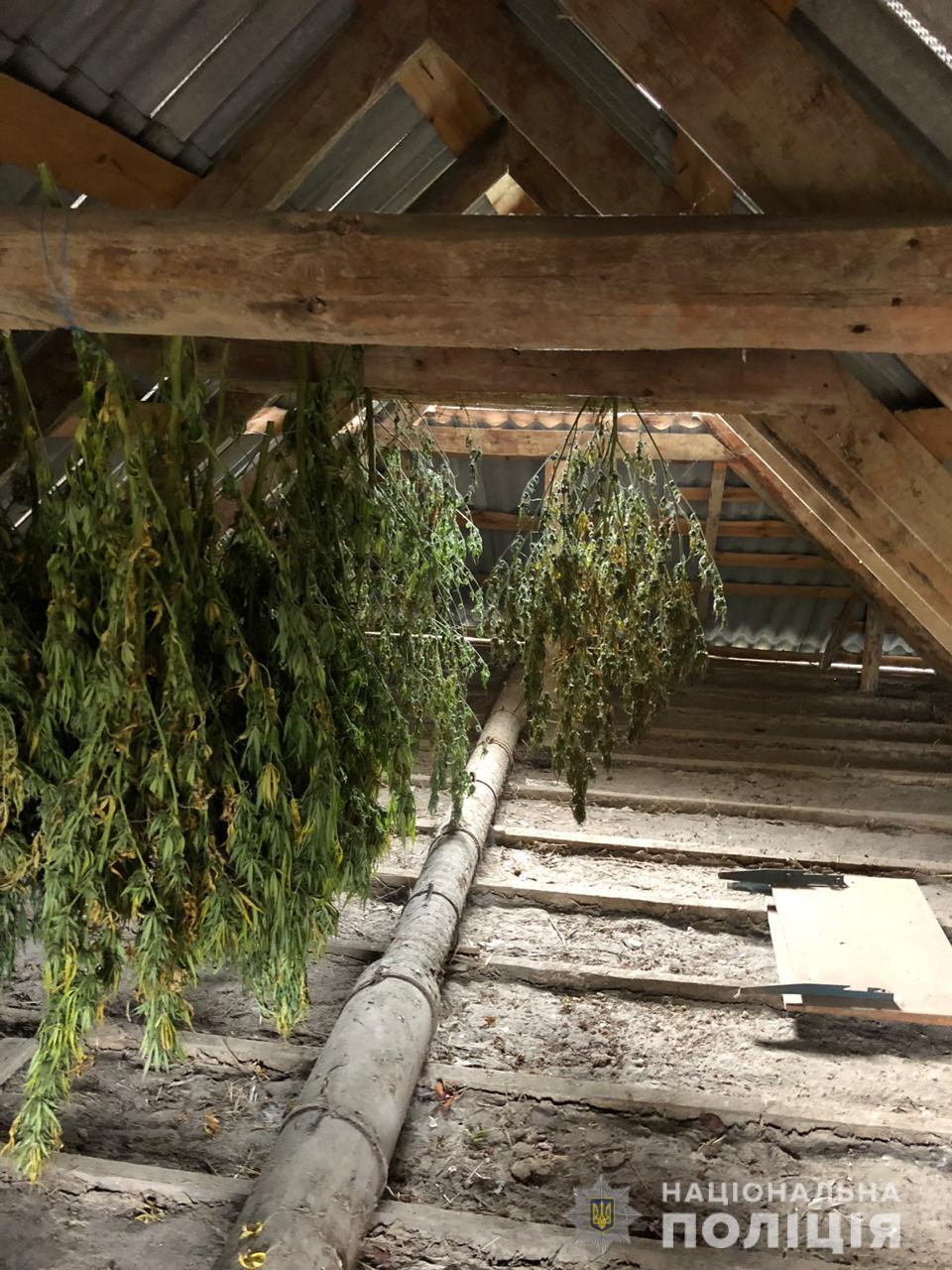 marihuana odessa5.jpg