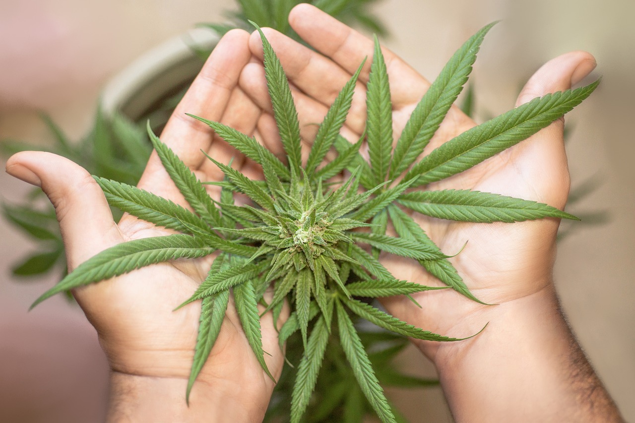 marijuana-leaf-5315561_1280.jpg