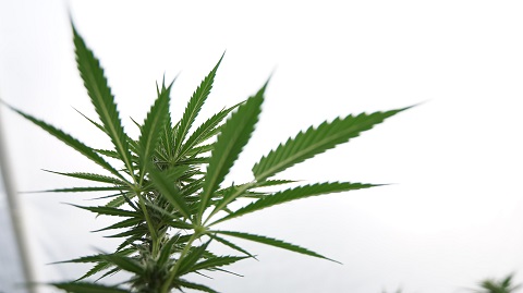 marijuana-plants.jpg