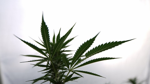 marijuana-plants.jpg