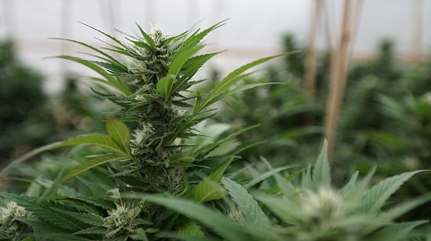 marijuana-plants.jpg