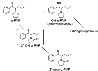 Metabolic_pathways_for_a_PVP_in_humans.png