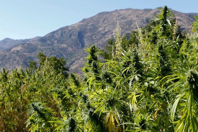 Morocco_Marijuana_50736.jpg