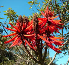 mulungu4.jpg