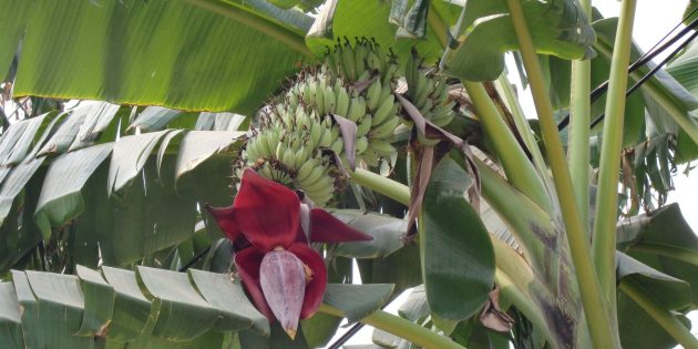 Musa_acuminata_in_india01_1594382755-scaled-e1594382815774-630x315.jpg