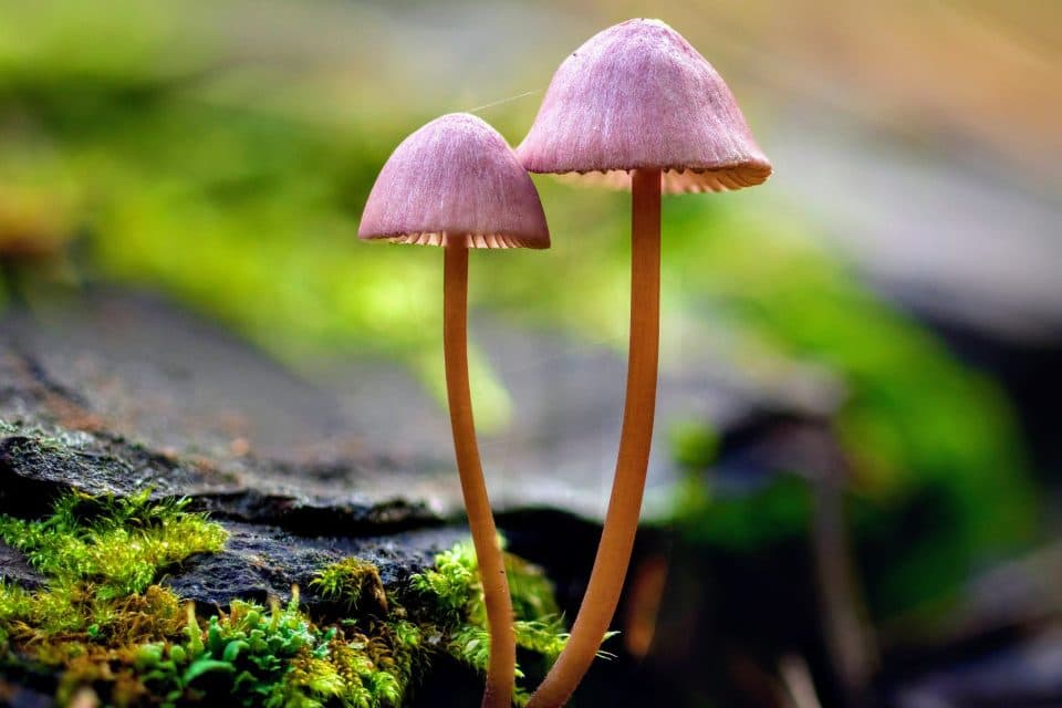 Mushrooms-species-960x640.jpeg