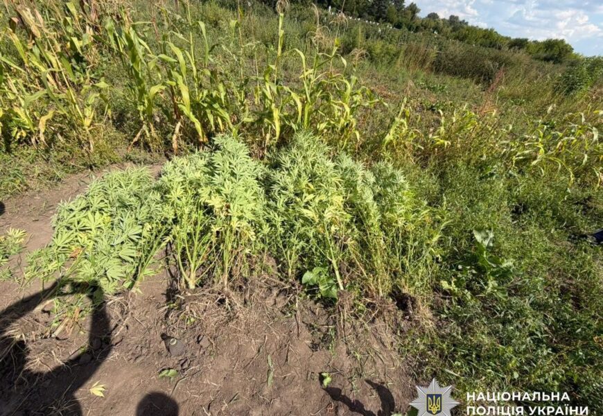 На огороде в Винницкой общине мужчина выращивал коноплю.jpg