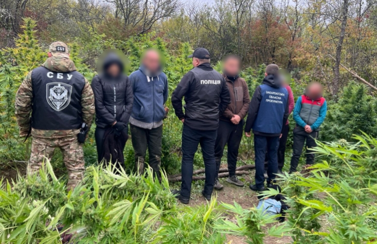 На Закарпатті у наркоаграріїв вилучили «товар» на понад 2 млн грн (ФОТО) – новини Закарпаття т...jpg