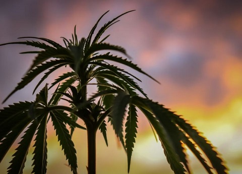 Nebraska Medical Cannabis.jpg