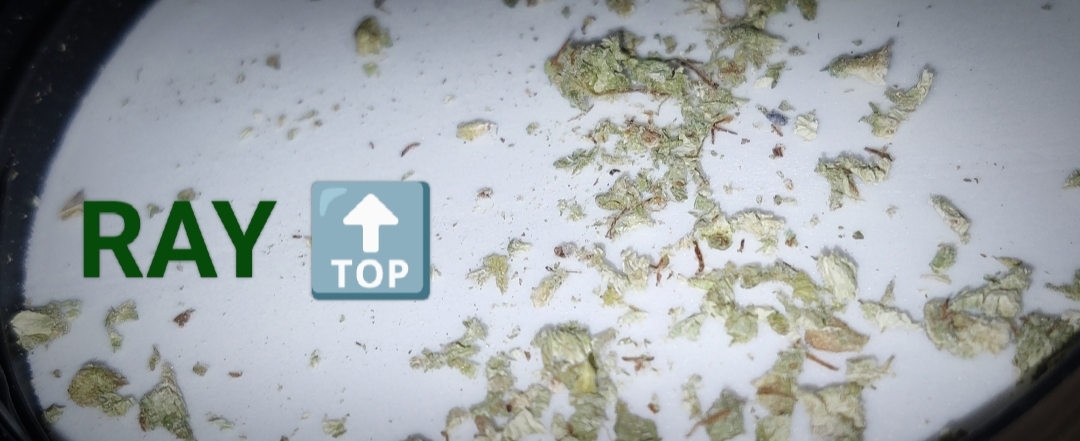 OG Kush RayTop Kiev - Zver trip na shishki foto 2.jpg