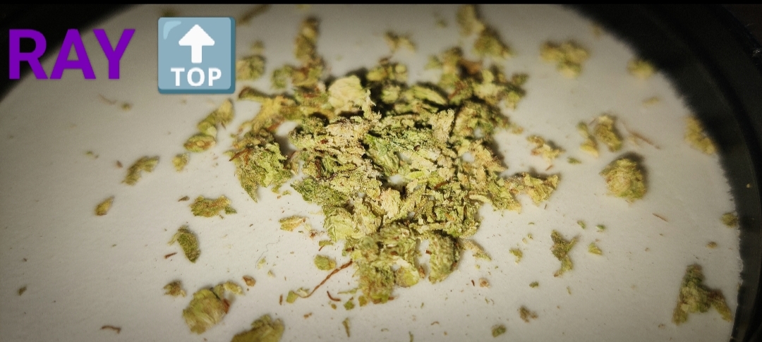 OG Kush RayTop Kiev - Zver trip na shishki foto 3.jpg