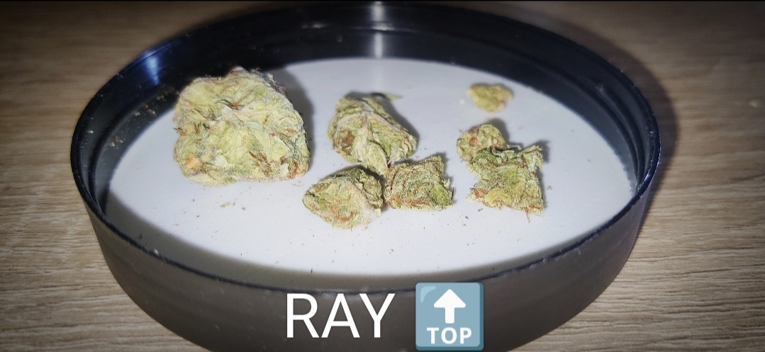 OG Kush RayTop Kiev - Zver trip na shishki foto 6.jpg