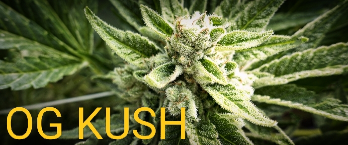OG Kush - сорт шишек.jpg