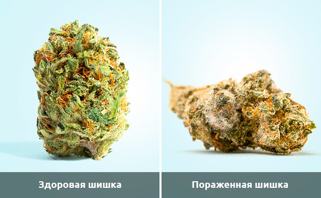 okras__FUufcsA7IAvy3hIb.jpg
