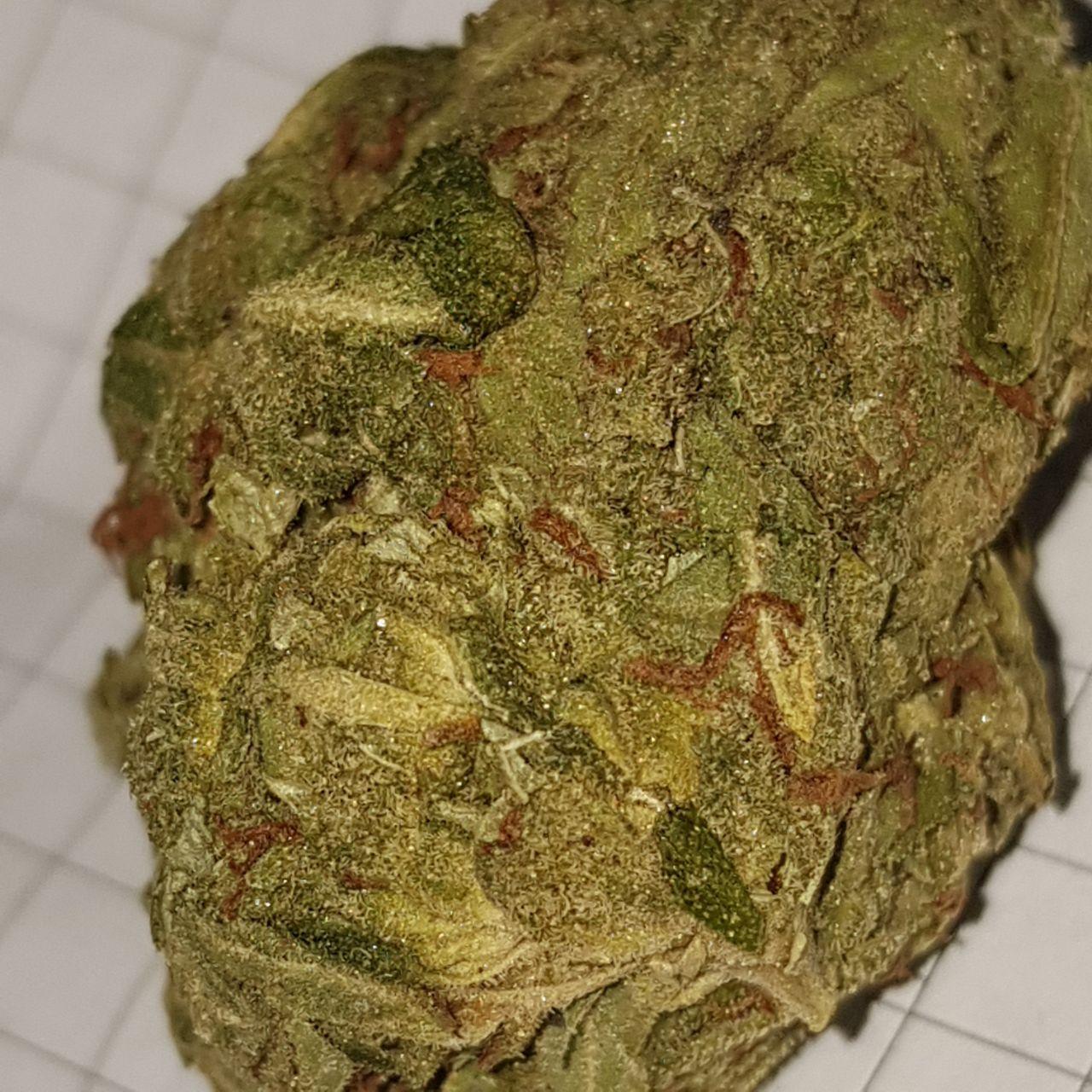 opium 3.jpg
