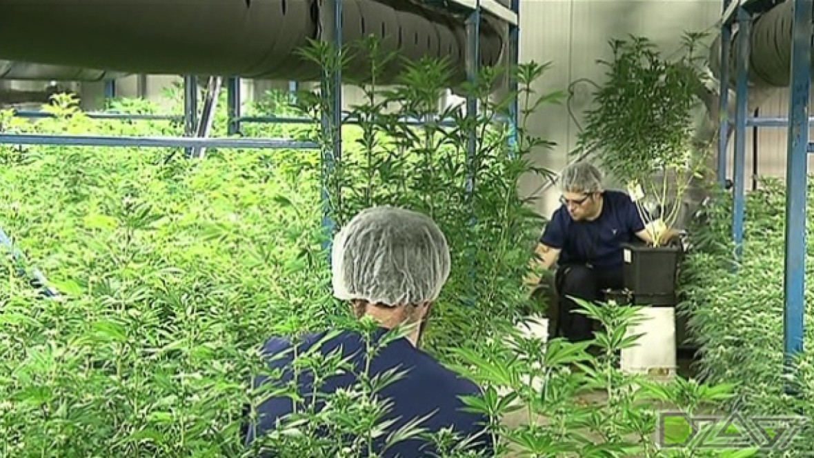 organigram.jpg