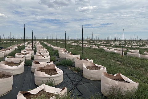 outdoor-cannabis-destroyed-grasshoppers-mitchell.jpg