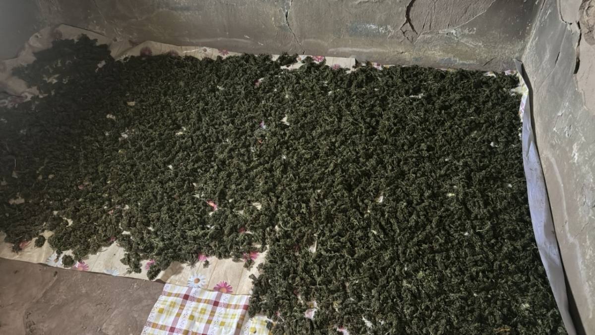 Полицейские ликвидировали крупный наркопосев в Кызылординской области 2.jpeg