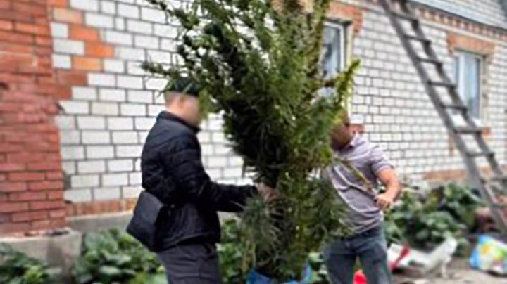Полицейские Житомирщины обнаружили более 400 растений конопли в частном хозяйстве.jpg