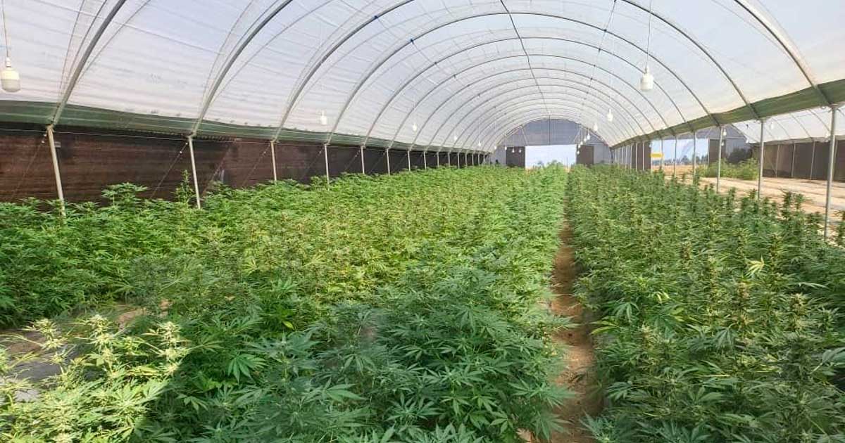 production-cannabis-rwanda.jpg