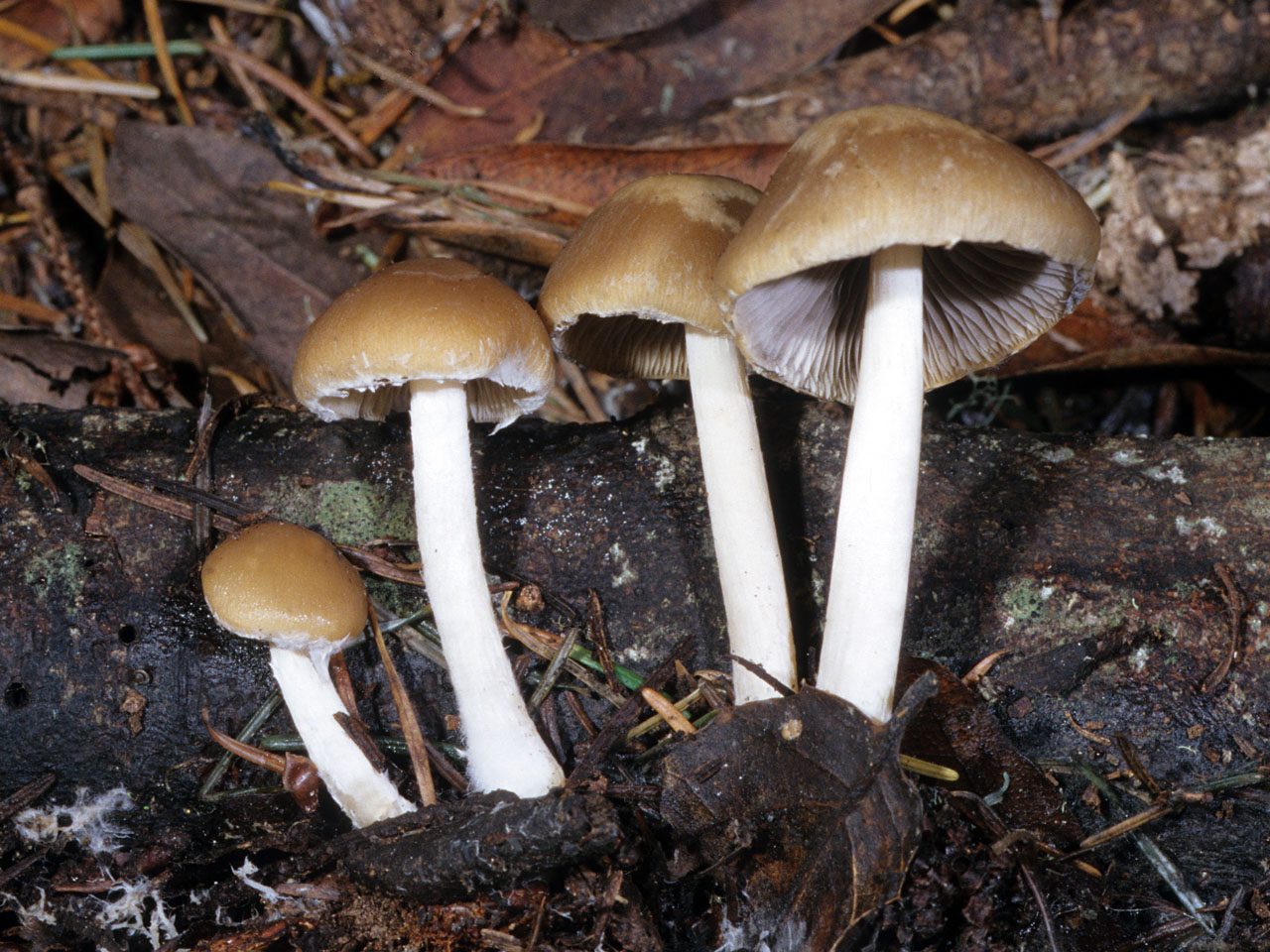 psatirella1.jpg