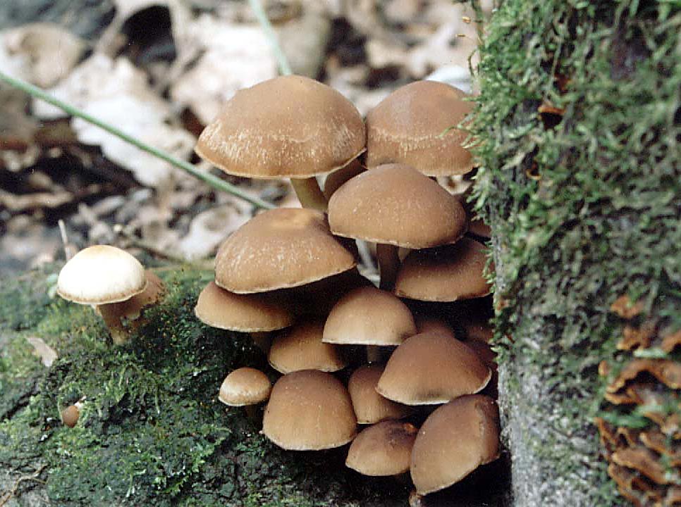 psatirella2.jpg